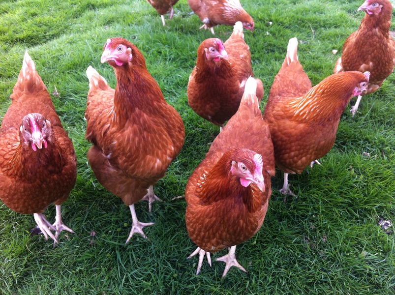 Pointoflay hybrid pullets & home bred Wyandottes for sale
