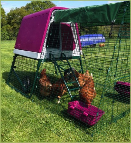 Omlet Eglu Go Up with happy hens