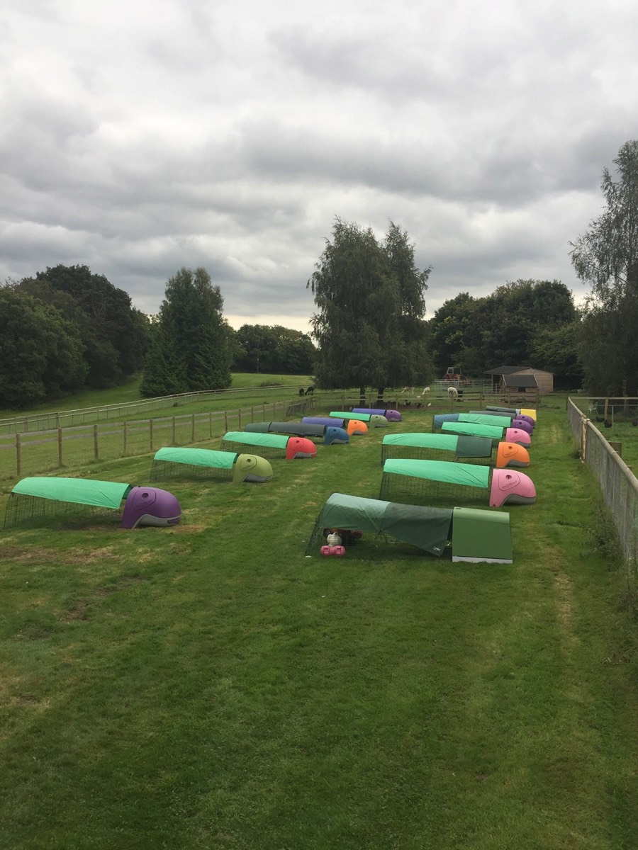 Several Omlet Eglu Classics in the Boarding Penn at Marlow Poultry